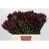 Leucadendron Saf Sunset Dark R.