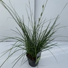 Carex 'Magic Green'