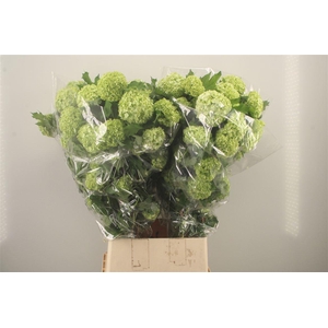 Viburnum Roseum St 4+ Ex