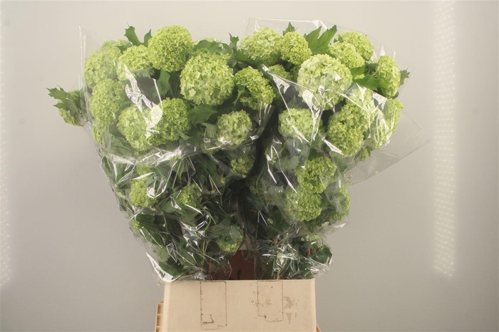 <h4>Viburnum Roseum St 4+ Ex</h4>