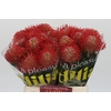Nutans Ayoba Red