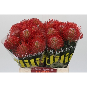 Nutans Ayoba Red