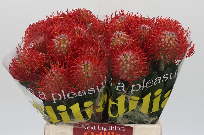 <h4>Nutans Ayoba Red</h4>