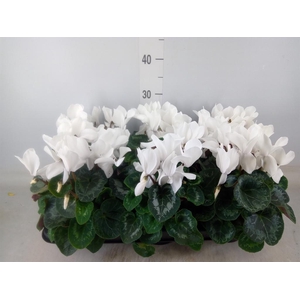 Cyclamen GR 'Mammoth'
