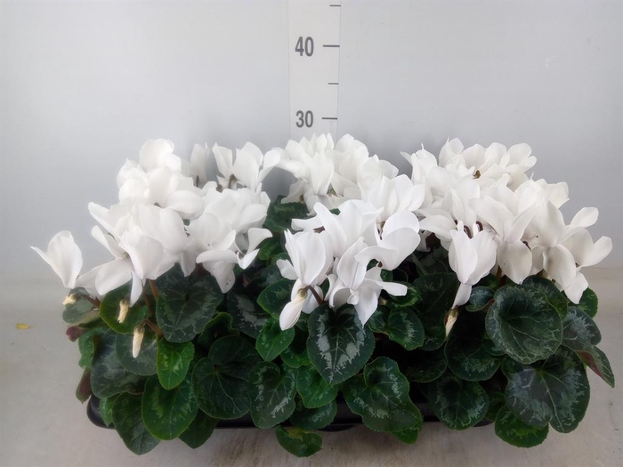 <h4>Cyclamen GR 'Mammoth'</h4>