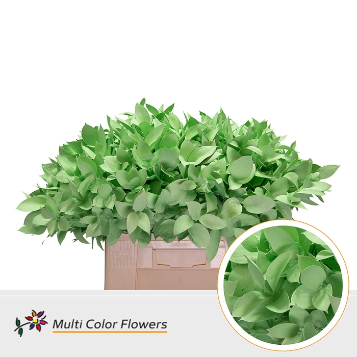 <h4>Ruscus Mint</h4>