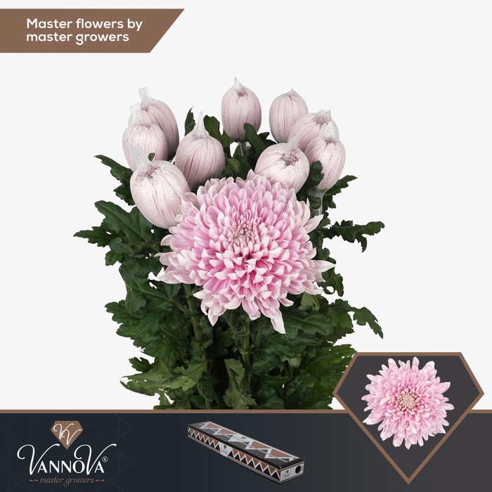 <h4>Chrysanthemum PL 'Honeymoon'</h4>