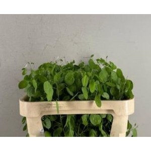 LUNARIA ANN GROENE P