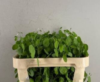 <h4>LUNARIA ANN GROENE P</h4>