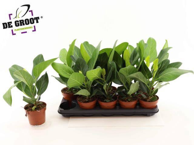 <h4>FICUS BENG AUDREY</h4>