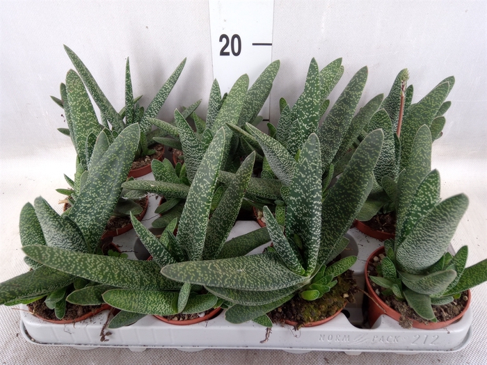 <h4>Gasteria carinata var. verrucosa</h4>