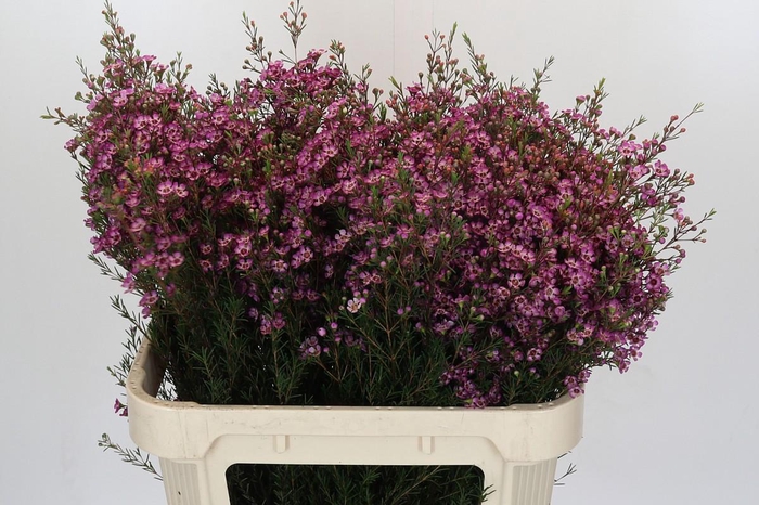 <h4>Chamelaucium Purple Pride</h4>