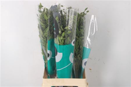<h4>Siergras Chasmanthium Latifolium</h4>