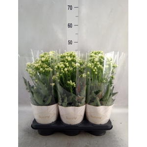 Kalanchoe  'Sunny White'