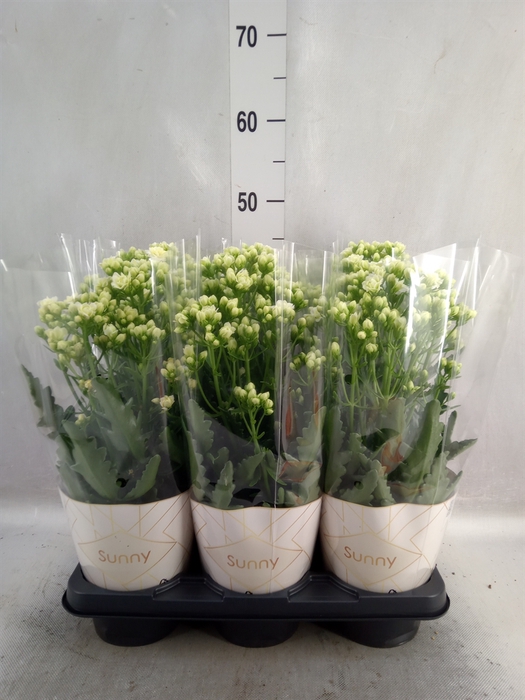 <h4>Kalanchoe  'Sunny White'</h4>