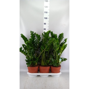 Zamioculcas zamiifolia 'Midori'