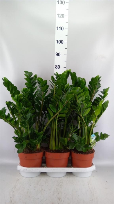 <h4>Zamioculcas zamiifolia 'Midori'</h4>