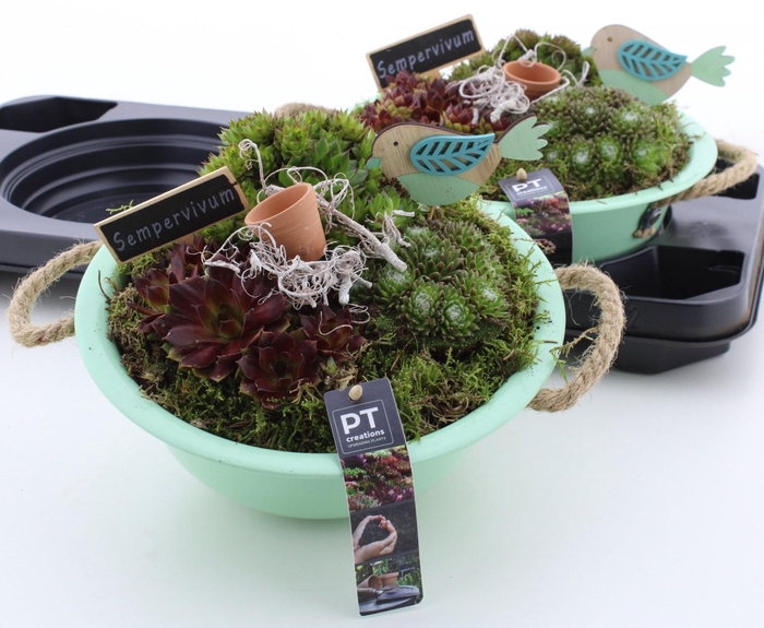 <h4>ARR SEMPERVIVUM</h4>