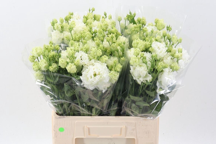 <h4>LIS G ALISSA PURE WHITE EUS G ALISS</h4>