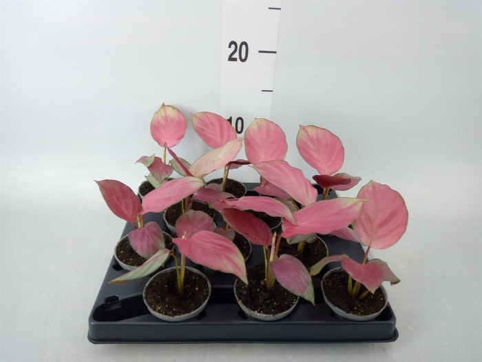 <h4>Calathea ...</h4>