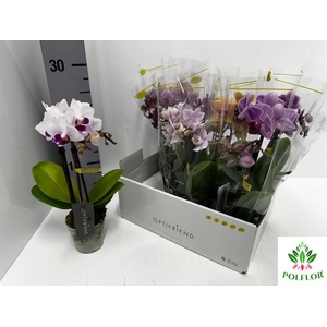 Phalaenopsis MF mix 7Ø 25cm 2st 10fl