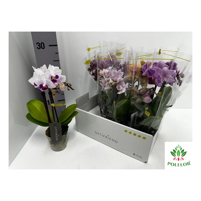 <h4>Phalaenopsis MF mix 7Ø 25cm 2st 10fl</h4>