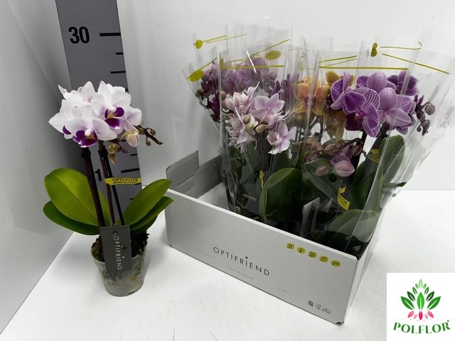 Phalaenopsis MF mix 7Ø 25cm 2st 10fl