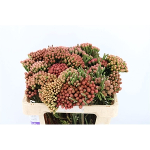 Kaaps Brunia Albiflora M Red