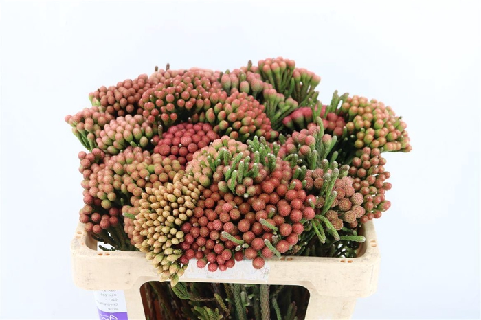 <h4>Kaaps Brunia Albiflora M Red</h4>