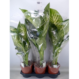 Dieffenbachia seg. 'Tropic Snow'
