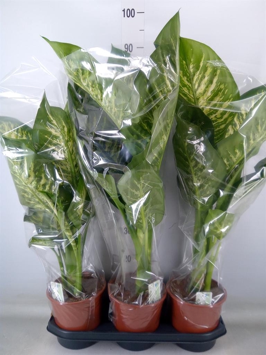 <h4>Dieffenbachia seg. 'Tropic Snow'</h4>