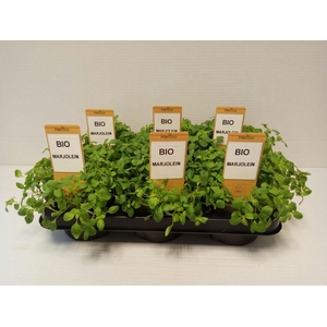 Marjolein P12 HERBIO steker