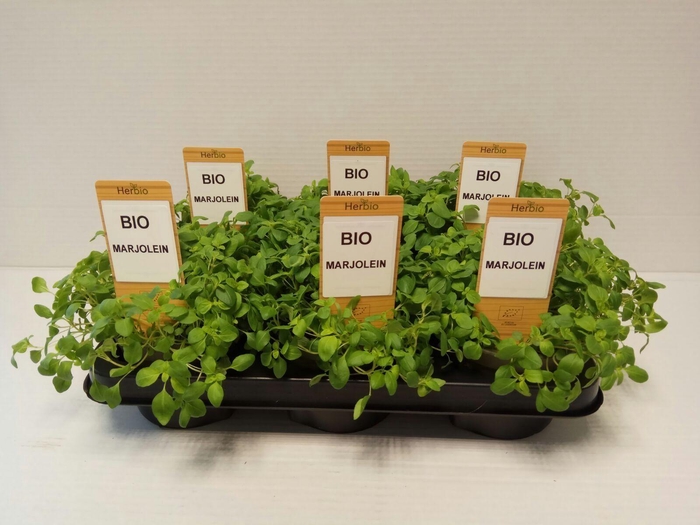 <h4>Marjolein P12 HERBIO steker</h4>