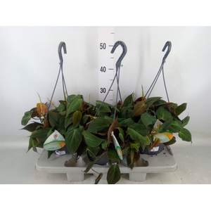 Philodendron scand. subsp. micans