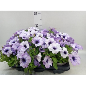 Petunia  'Cascadias'   ...mix