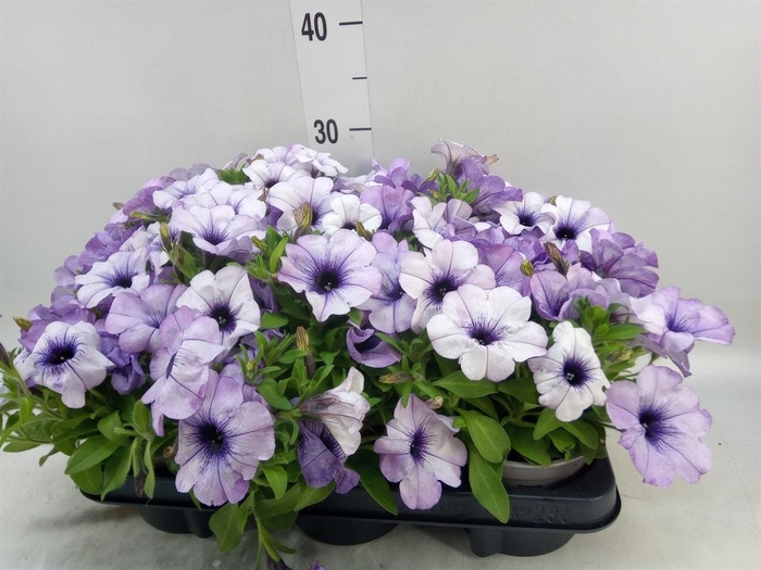 <h4>Petunia  'Cascadias'   ...mix</h4>