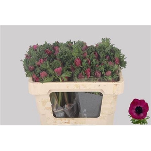 Anemone Galil Purper
