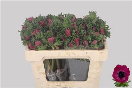Anemone Galil Purper