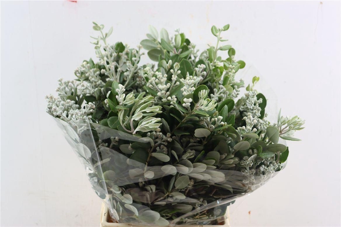 <h4>Pittosp Ralphi Berry P Bunch</h4>