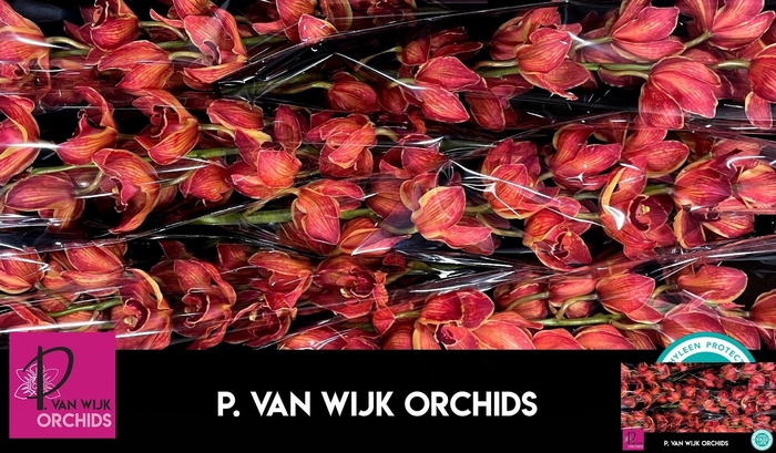 <h4>CYMB T KLB H%</h4>