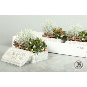ARR TUINPLANTEN