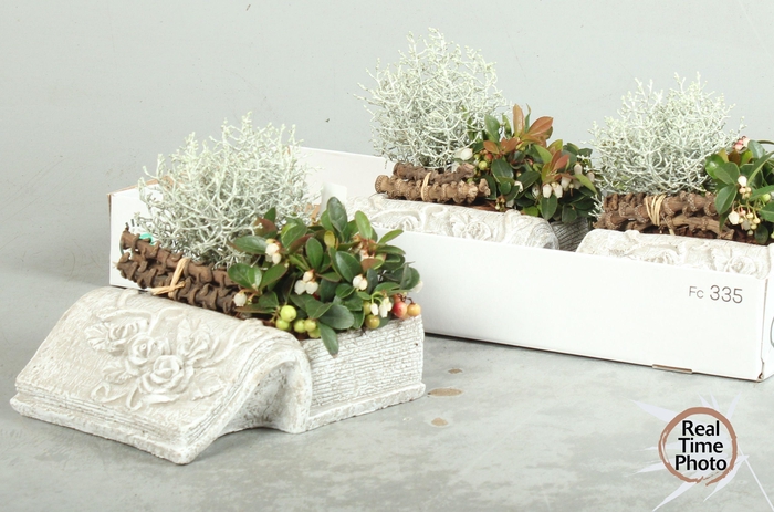 <h4>ARR TUINPLANTEN</h4>