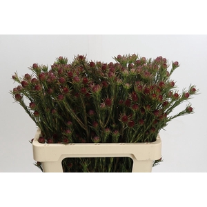 Kaaps Groen Jubilee Crown Spray