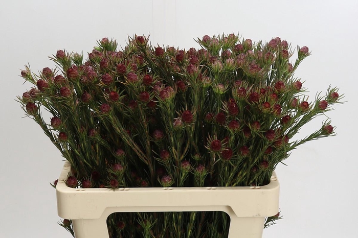 <h4>Kaaps Groen Jubilee Crown Spray</h4>