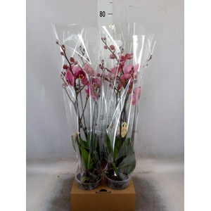 Phalaenopsis   ...