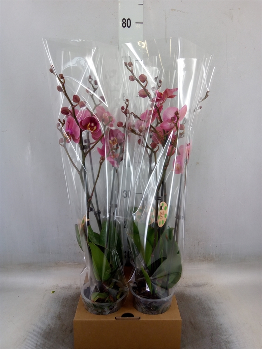 <h4>Phalaenopsis   ...</h4>