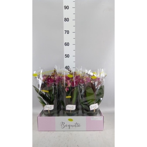 Phalaenopsis multi.   ...lilac