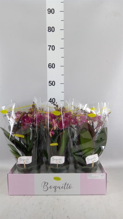 <h4>Phalaenopsis multi.   ...lilac</h4>