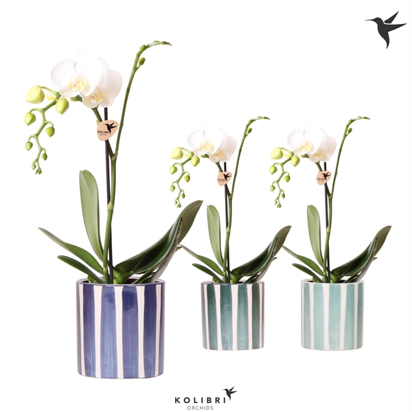 <h4>Kolibri Orchids Phalaenopsis white 1spike in Painted Stripe blue</h4>