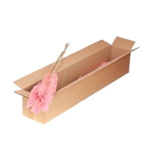 Cortaderia Plum 115cm Small 5pc Sb Pink Misty